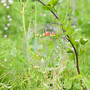 Solanum dulcamara