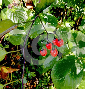 Solanum dulcamara berries.