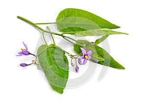 Solanum dulcamara, bittersweet, bittersweet nightshade, bitter nightshade. Isolated