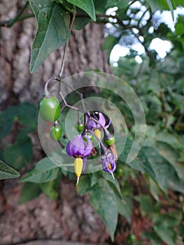 Solanum dulcamara, bittersweet nightshade vine in Virginia USA on White Pine Tree