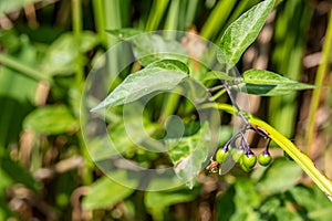 Solanum dulcamara, felonwort, fellenwort, felonwood, poisonberry, poisonflower, Green fruits on branches after flowering