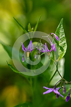 Solanum dulcamara flower in field
