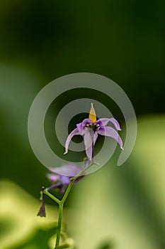 Solanum dulcamara flower in field, close up shoot