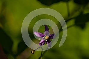 Solanum dulcamara flower growing in field, close up