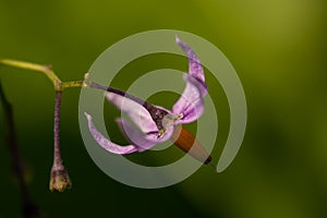 Solanum dulcamara flower growing in field, close up