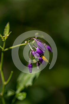 Solanum dulcamara flower growing in field, close up