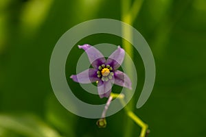 Solanum dulcamara flower growing in field, close up shoot