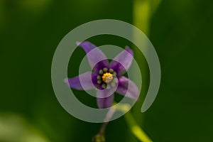 Solanum dulcamara flower growing in field, macro