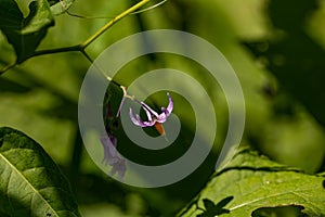 Solanum dulcamara flower growing in field, macro