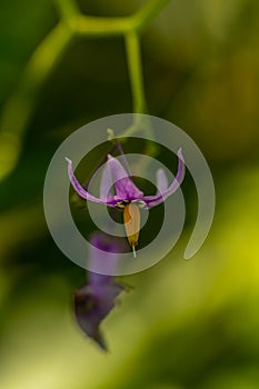 Solanum dulcamara flower growing in field, macro