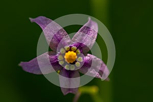 Solanum dulcamara flower growing in field, macro