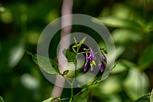 Solanum dulcamara flower growing in field, macro