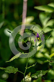 Solanum dulcamara flower growing in field, macro