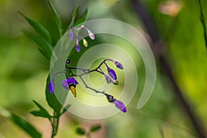 Solanum dulcamara flower growing in field, macro