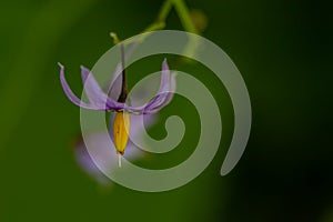 Solanum dulcamara flower growing in field, macro