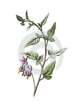 Solanum dulcamara flower. Woody nightshade. Antique hand drawn flowers illustration. Vintage and antique flowers. wild flower il