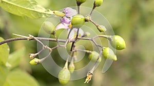 Solanum dulcamara, medicinal plant