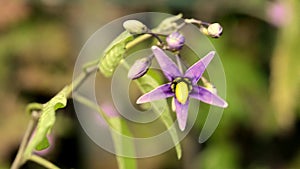 Solanum dulcamara, medicinal plant