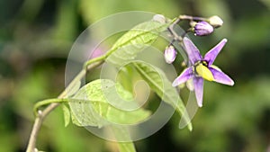 Solanum dulcamara, medicinal plant