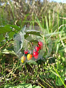 Solanum dulcamara with red berries on bush. Poisonous fruits of nightshade.