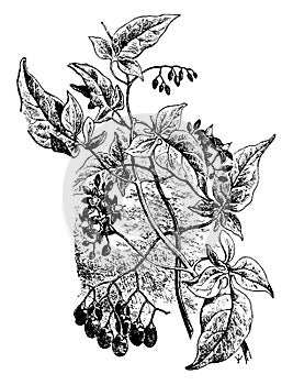 Solanum Dulcamara vintage illustration