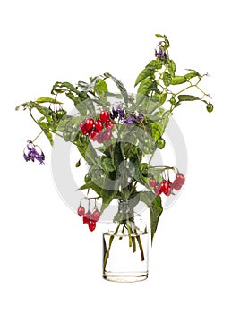Solanum dulcamara violet bloom or woody nightshade in a glass vessel on a white background