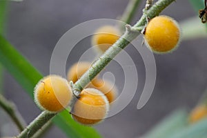 Solanum ferox or Solanum stramonifolium or Hairy fruited eggplant