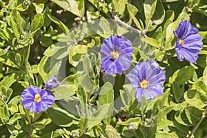 Solanum flowers