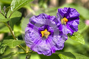 Solanum flowers hdr