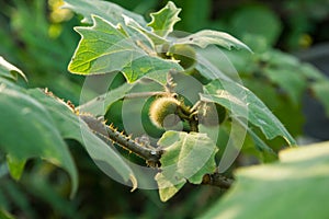 Solanum fruit.