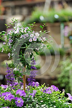 Solanum in garden shop