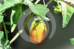 A Solanum gilo fruit ripening in the vegetable garden photo