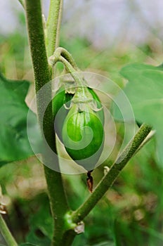 Solanum gilo fruits growing in the vegetable garden photo