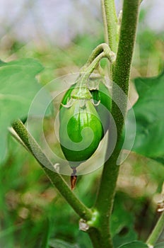 Solanum gilo growing in the vegetable garden photo