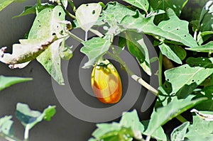 A Solanum gilo maturing in the vegetable garden photo