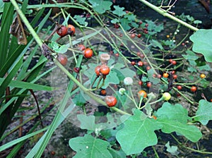 Solanum Images
