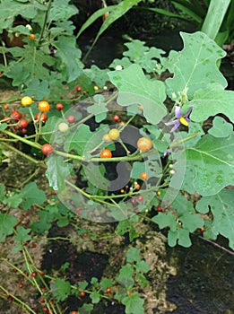 Solanum Images photo