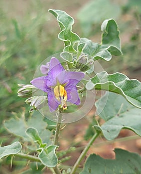 Solanum incanum Flowers