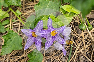 Solanum incanum is a small vine outdoor plants