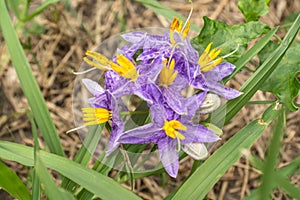 Solanum incanum is a small vine outdoor plants