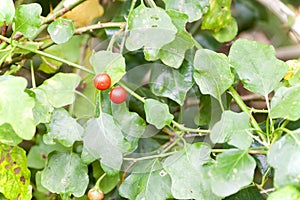 Solanum indicum fruit herbs