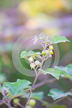 Solanum indicum,Herb and food