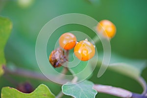 Solanum indicum,Herb and food