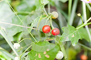 Solanum indicum Herb Trees and fruits