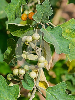 Solanum indicum L.