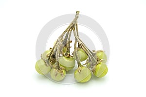 Solanum indicum L. isolated on white background