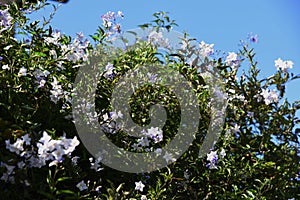 Solanum jasminoides flowers