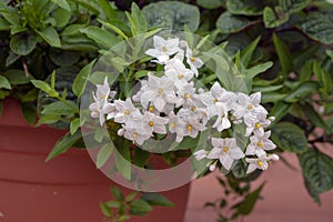 Solanum jasminoides white flowering plant, beautiful flowers in bloom