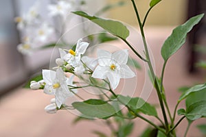 Solanum jasminoides white flowering plant, beautiful flowers in bloom