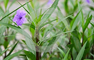 Solanum laciniatum